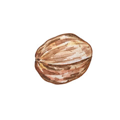watercolor illustration closed walnut