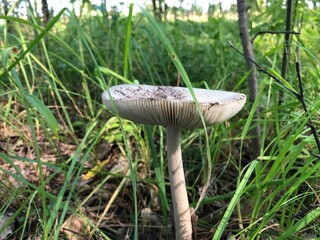 forest mushroom under a blade of grass in the early morning.