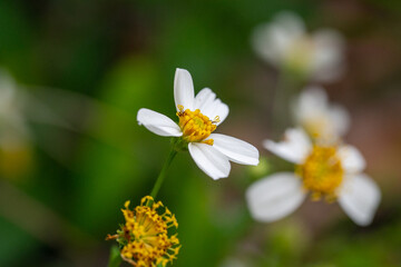 white flowers on a green background