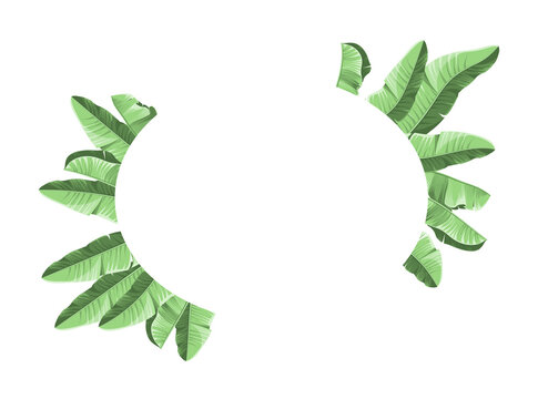 green banana leaves frame on white background clip art preview
