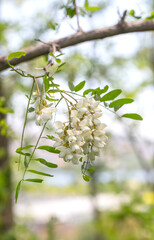 Outdoor spring blooming Sophora japonica flowers and blue sky，Sophora japonica Linn.