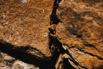 lizard in stone