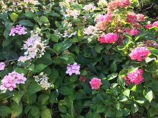 Hortensia en fleur