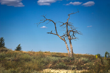 dead tree in the field