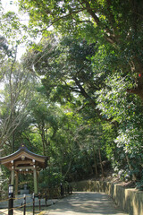Fototapeta premium 日本の神社の小径