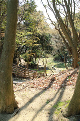 Fototapeta premium 早春の公園