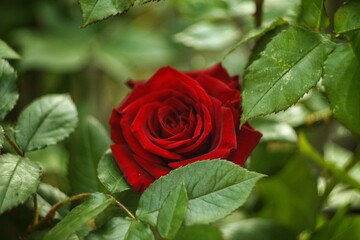 red rose in garden