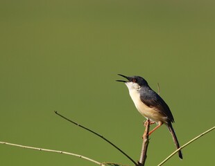Bird on the branch