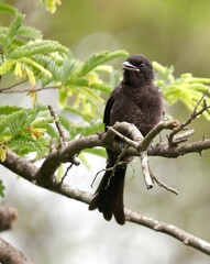Black cuckoo bird