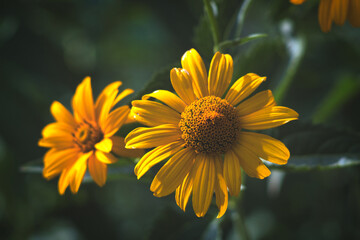 yellow daisy flower