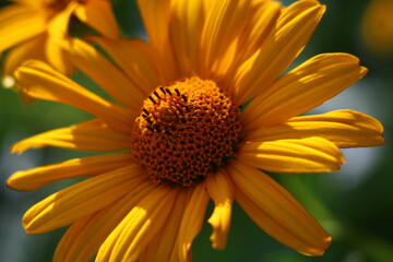 yellow daisy flower