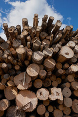Pile of pine logs in a sawmill for further processing into pellets