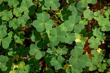 Common Wood Sorrel Oxalis acetosella leaves texture macro, selective focus, shallow DOF.