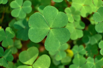 Common Wood Sorrel Oxalis acetosella leaves texture macro, selective focus, shallow DOF.