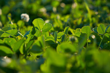 Common Wood Sorrel Oxalis acetosella leaves texture macro, selective focus, shallow DOF.