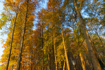 Fototapeta premium Hubei Wuhan Liberation Park late autumn scenery