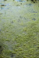 the shore of the lake is covered with thick green algae
