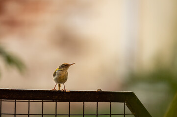 common tailorbird or Orthotomus sutorius a small shy bird