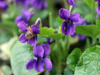 A very tiny Snail on a Violet Flower.