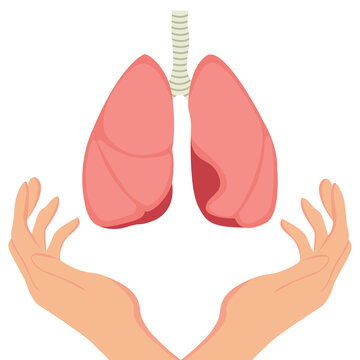 human lungs, hands, flat