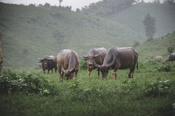 Herd of Thai water buffalo eat grass in rural green field.