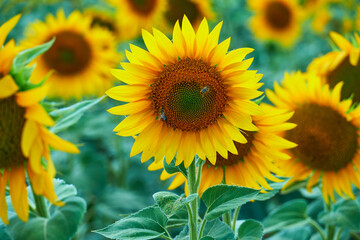 bright sunflower field, a beautiful landscape on a summer day