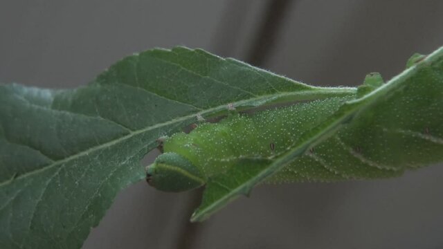 Gr&uuml;ne Raupe isst sich an einem gr&uuml;nen Apfelbaumblatt satt. Nahaufnahme einer fressenden fetten Raupe, die irgendwann einmal zum Schmetterling werden wird. Kleine Raupe Nimmersatt in action. 
