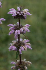 Obraz premium One clinopodium vulgare flower in the field