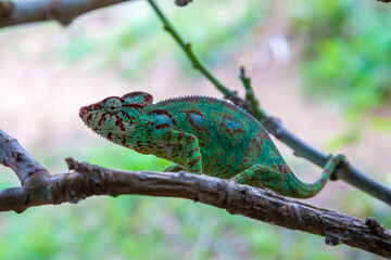 A chameleon moves along a branch in a rainforest in Madagascar