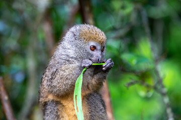 A bamboo lemur with a blade of grass on a branch © 25ehaag6