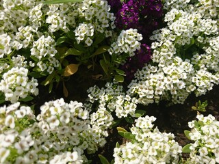 white lilac flowers,