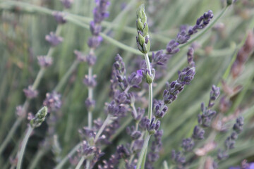 lavender flowers in the garden