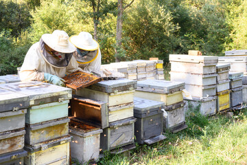 Beekeeper on apiary. Beekeeper is working with bees and beehives on the apiary. High quality image