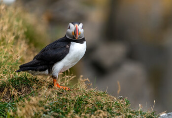 The Atlantic puffin, also known as the common puffin