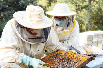 Beekeeper on apiary. Beekeeper is working with bees and beehives on the apiary. High quality image © herraez
