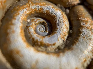 Poster Close up macro photo shell of a large Planorbarius corneus or great ramshorn. © vlamus