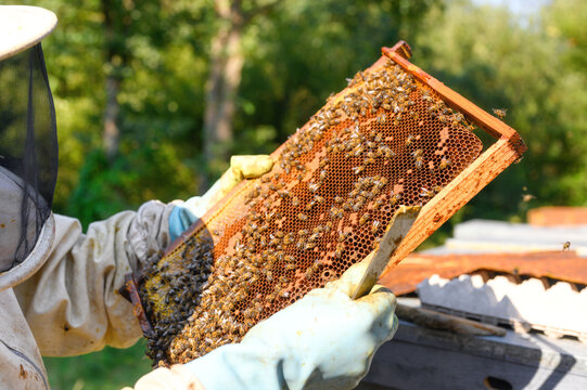 Beekeeper on apiary. Beekeeper is working with bees and beehives on the apiary. Close-up view of. High quality image