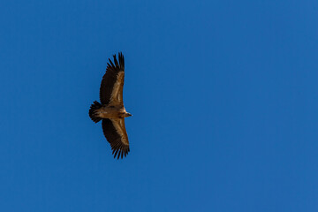 Griffon vulture (Gyps fulvus) in flight over the Sierra de Grazalema in Andalusia, Spain.