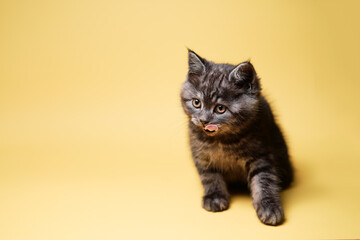 Studio shot of adorable scottish black tabby kitten on yellow background.
