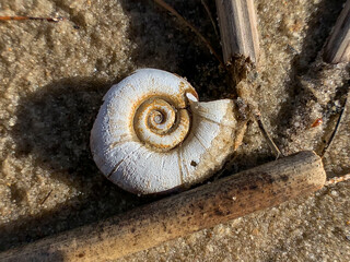 Close up macro photo shell of a large Planorbarius corneus or great ramshorn.