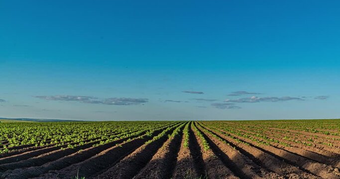 Time lapse of clouds over a beautiful potato field