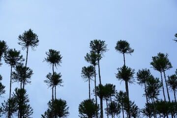 Fototapeta premium ボール状に刈り込まれた、たくさんの杉の木/The cedars are pruned in the shape of balls