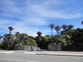 palm trees on the street