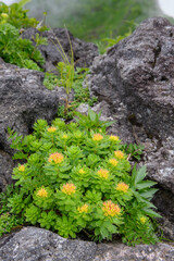 鳥海山の高山植物（ホソバイワベンケイ）