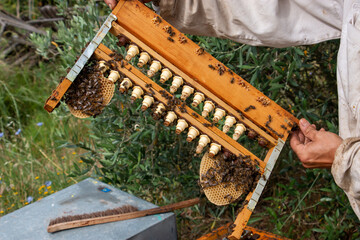 Le travail des abeilles pour la production du miel