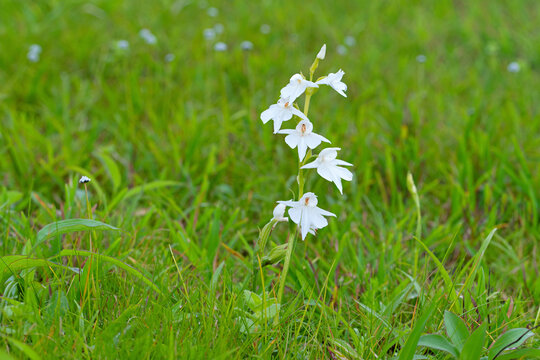 Breeches Eria, Conchidium braccatum, Satara, Maharashtra, India