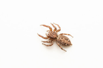 Dorsal of Female Jumping spider, Plexippus paykulli, Satara, Maharashtra, India