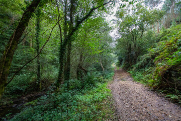 Panorama view of Trabada Forest in Galicia
