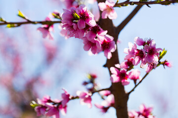 Fototapeta na wymiar Closeup of flowers on peach tree branch in spring time