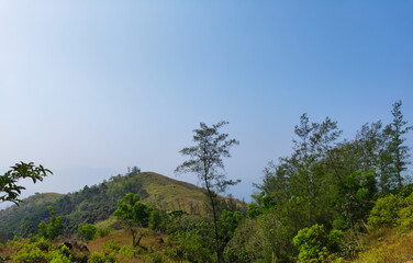 pine tree in the mountains